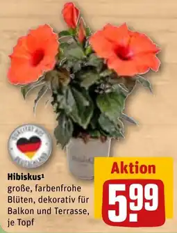 Sonderpreis Baumarkt Hibiskus Angebot