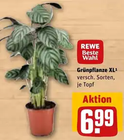 Sonderpreis Baumarkt Grünpflanze XL Angebot