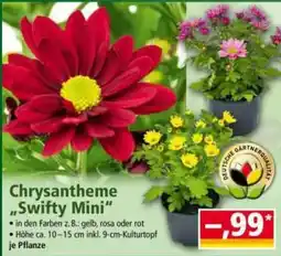Norma Chrysantheme "Swifty Mini" Angebot
