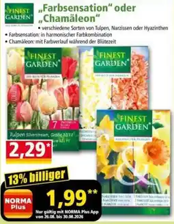 Norma Finest Garden Tulpen Silverstream Angebot