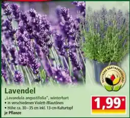 Norma Lavendel Angebot