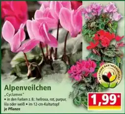 Norma Alpenveilchen "Cyclamen" Angebot