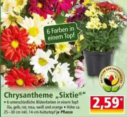 Norma Chrysantheme "Sixtie" Angebot