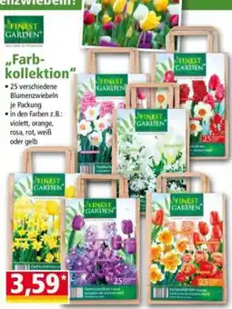 Norma Finest Garden Blumenzwiebeln Farb-Kollektion Angebot