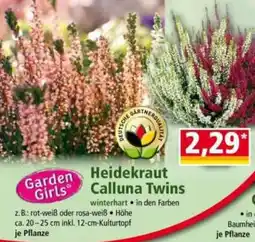 Norma Garden Girls Heidekraut Calluna Twins Angebot