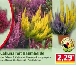 Norma Calluna mit Baumheide Angebot