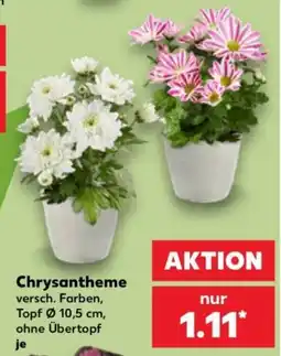 Kaufland Chrysantheme Angebot