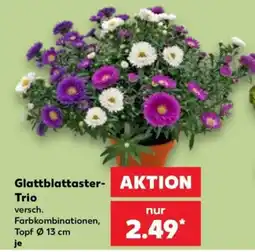 Kaufland Glattblattaster-Trio Angebot