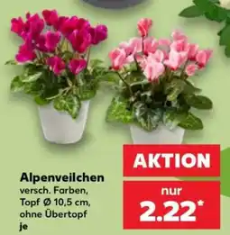 Kaufland Alpenveilchen Angebot