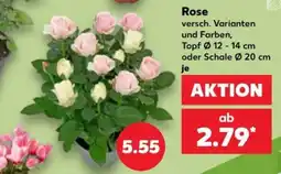 Kaufland Rose Angebot