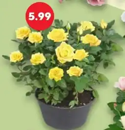 Kaufland Rose Angebot
