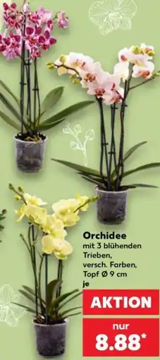 Kaufland Orchidee Angebot