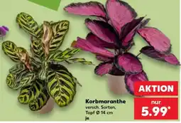 Kaufland Korbmaranthe Angebot