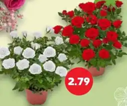 Kaufland Rosen Angebot