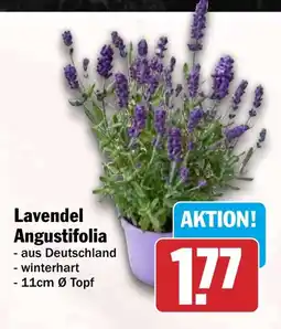 HIT Lavendel Angustifolia Angebot
