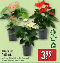 Aldi Nord GARDENLINE Anthurie Angebot