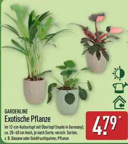 Aldi Nord GARDENLINE Exotische Pflanze Angebot