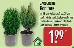 Aldi Nord GARDENLINE Konifere Angebot