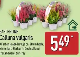 Aldi Nord GARDENLINE Calluna vulgaris Angebot