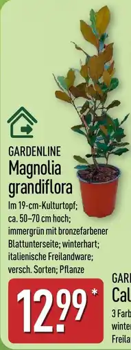 Aldi Nord GARDENLINE Magnolia grandiflora Angebot