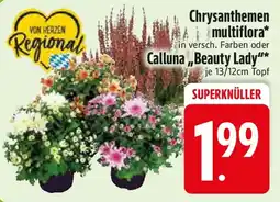 Edeka Chrysanthemen multiflora oder Calluna,,Beauty Lady" Angebot