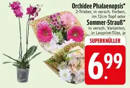 Edeka Orchidee Phalaenopsis oder Sommer-Strauß Angebot