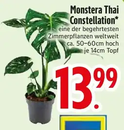 Edeka Monstera Thai Constellation Angebot