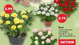 Kaufland Rose Angebot