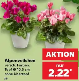 Kaufland Alpenveilchen Angebot