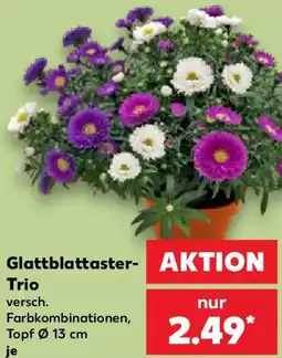 Kaufland Glattblattaster Trio Angebot