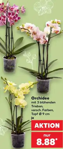 Kaufland Orchidee Angebot