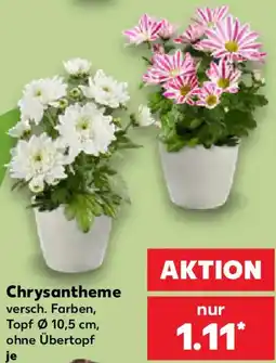 Kaufland Chrysantheme Angebot