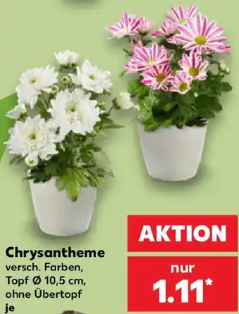 Kaufland Chrysantheme Angebot