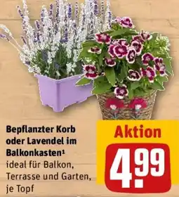 REWE Bepflanzter Korb oder Lavendel im Balkonkasten Angebot