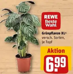 REWE REWE Beste Wahl Grünpflanze XL Angebot