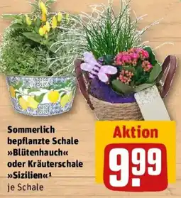 REWE Sommerlich bepflanzte Schale Blütenhauch oder Kräuterschale Sizilien Angebot