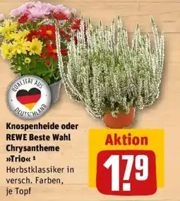 REWE Knospenheide oder REWE Beste Wahl Chrysantheme Angebot