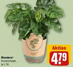 REWE Monstera Angebot