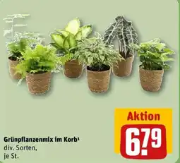 REWE Grünpflanzenmix im Korb Angebot
