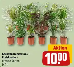 REWE Grünpflanzenmix XXL - Preisknaller Angebot