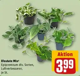 REWE Efeutute Mix Angebot