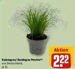 REWE Katzengras/ Hundegras Petzino Angebot