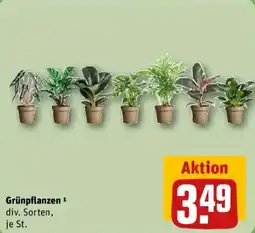 REWE Grünpflanzen Angebot