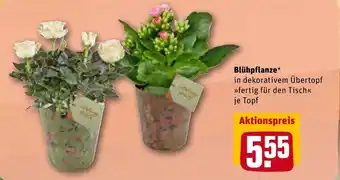 REWE Blühpflanze Angebot