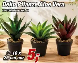 Posten Börse Deko Pflanze Aloe Vera Angebot