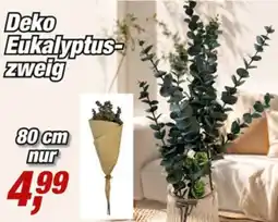 Posten Börse Deko Eukalyptus-zweig Angebot