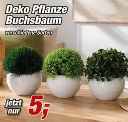 Posten Börse Deko Pflanze Buchsbaum Angebot