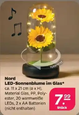 Netto Nord LED-Sonnenblume im Glas Angebot