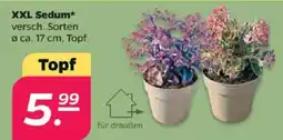 Netto XXL Sedum* Angebot
