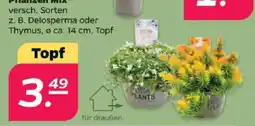 Netto Pflanzen Mix Angebot